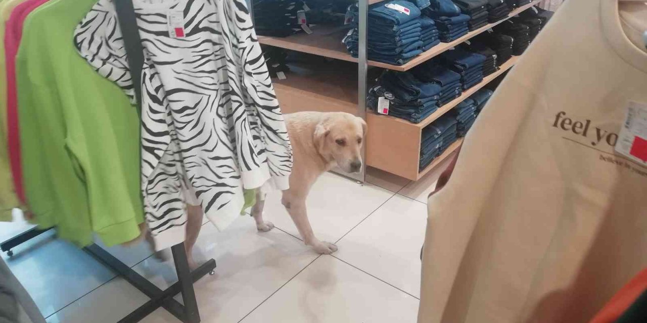 İşletmenin Sürekli Müşterisi Olan Sevimli Köpek