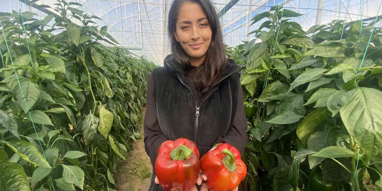 Kaliforniya Biberinin Yeni Rotası Rusya’dan Sonra Avrupa Ülkeleri