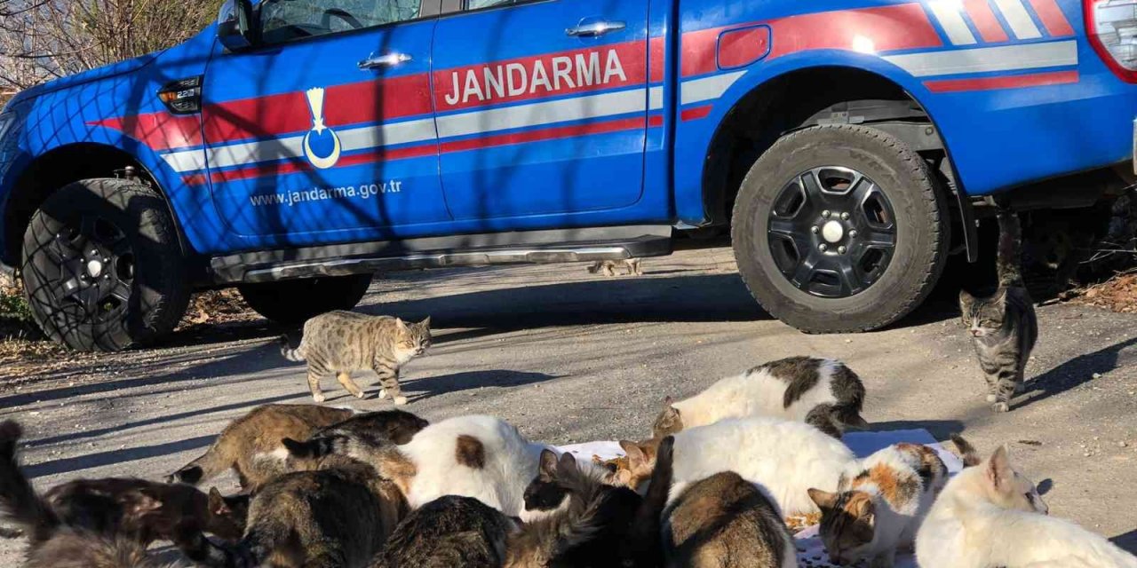 Kedi Besleyen Kadına Jandarmadan Mama Desteği