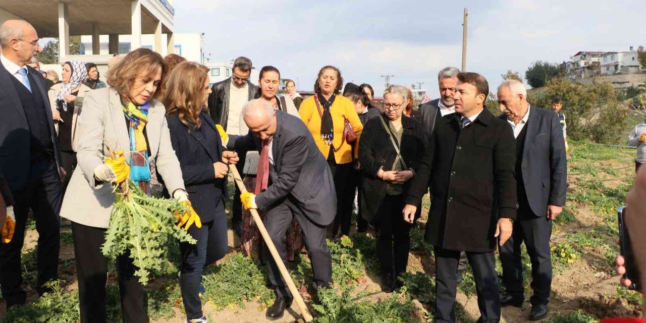 3 Ayda Hasat Vakti Geldi, Kilosu 60 Liradan Satılıyor