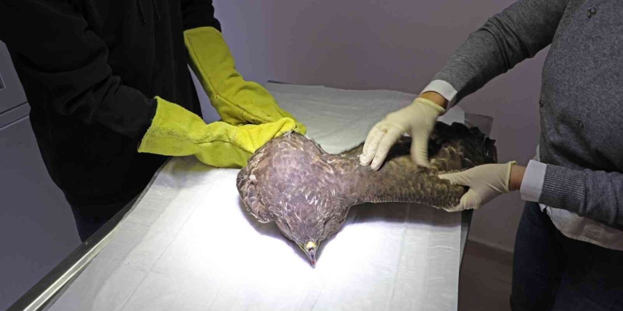 Yunanistan’da Halkalanan Nesli Tükenmekte Olan Kara Akbaba Tedavi Altında Alındı