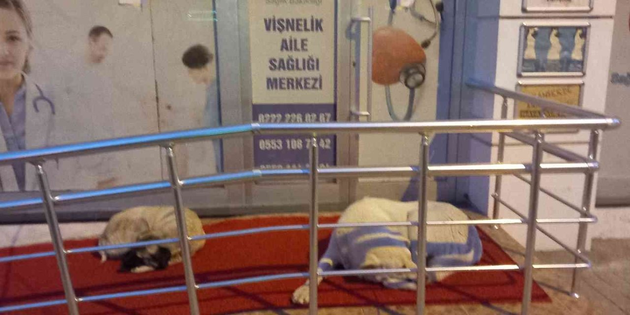 Vişnelik Aile Sağlığı Merkezi Önünde Sevimli Köpekler Geceleri Nöbet Bekliyor