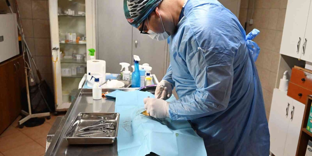 Kemer Belediyesinden Hayvanlara Yardım Eli