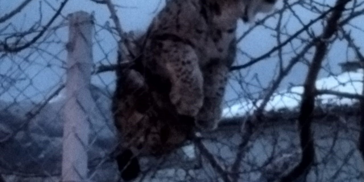 Köpeklerden Kaçan Vaşak Tel Örgüde Asılı Kaldı, Görenler Şaşkınlık Yaşadı