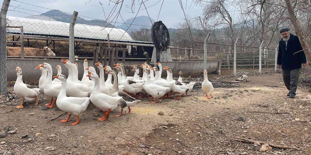 Bu Kazların Sahipleriyle Kurduğu İletişim Hayran Bırakıyor