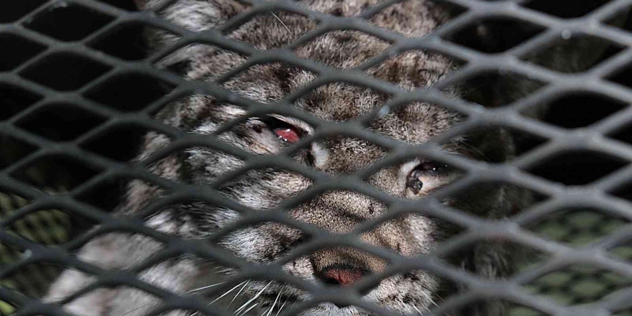 Köpeklerden Kaçarken Tel Örgüde Asılı Kalan Vaşak Tedavi Altına Alındı