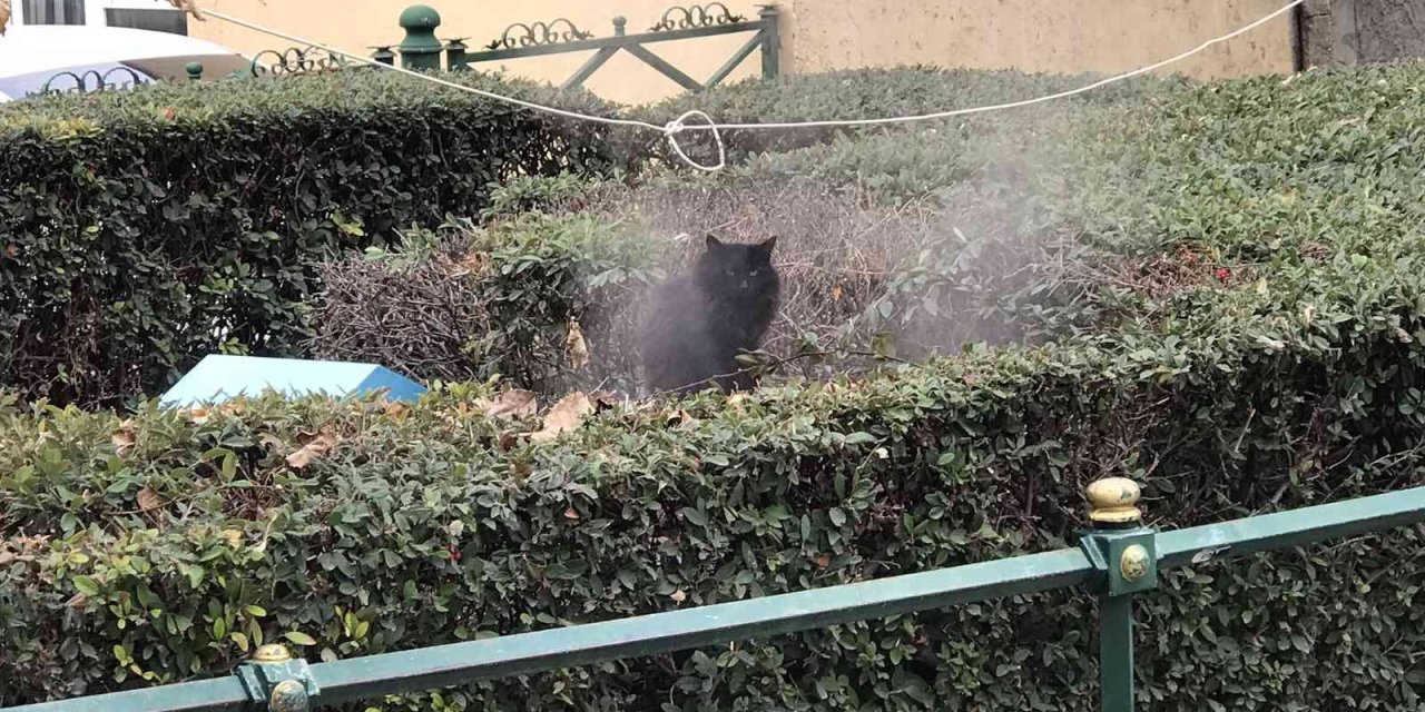 Jeotermal Suyunun Buharıyla Isınan Kedi