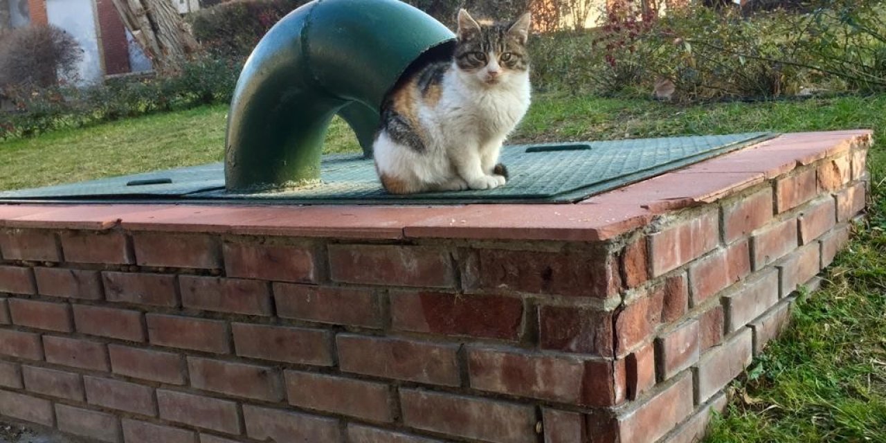 Soğuktan Kaçmak İçin Havalandırma Boşluğuna Girdi