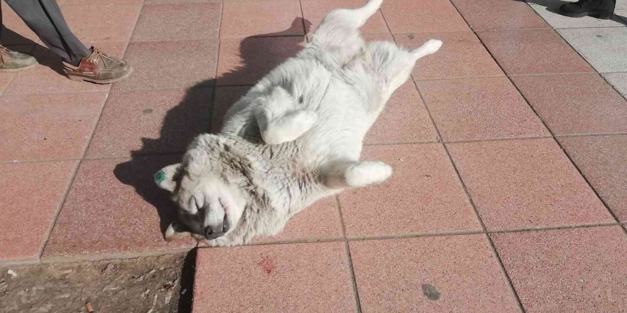 Güneşlenen Köpekler Görenleri Gülümsetti