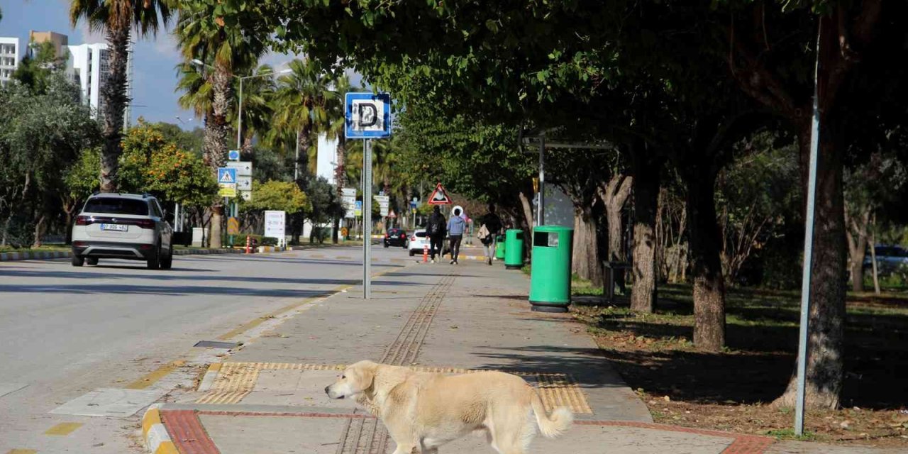 Rektörden, Kampüs İçinde Başıboş Köpek İsyanı