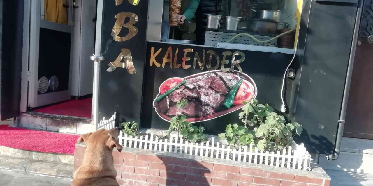Yemek Bekleyen Sokak Köpeğini Geri Çevirmediler