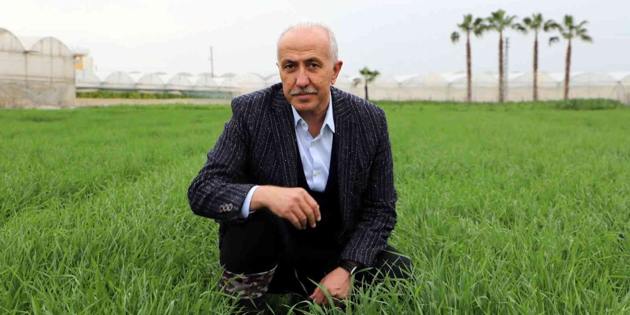 Deneme Amaçlı Ekilen Atalık Karakılçık Buğdayı Tohumu Boy Verdi