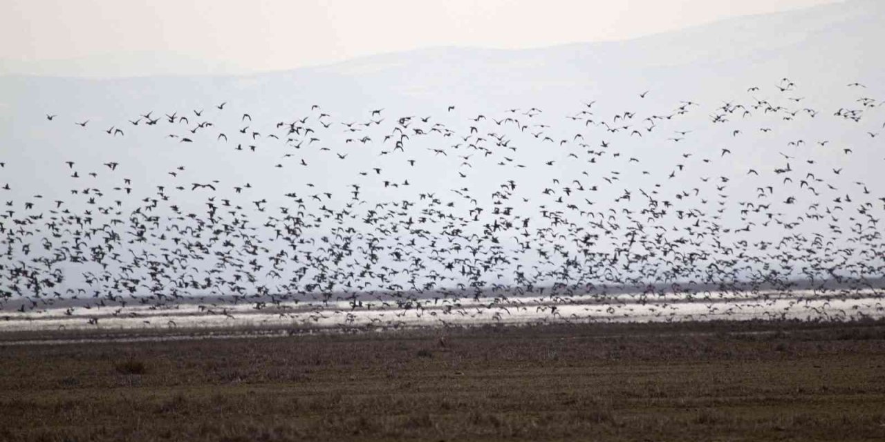 2023 Yılı Kış Ortası Su Kuşu Sayımları Tamamlandı