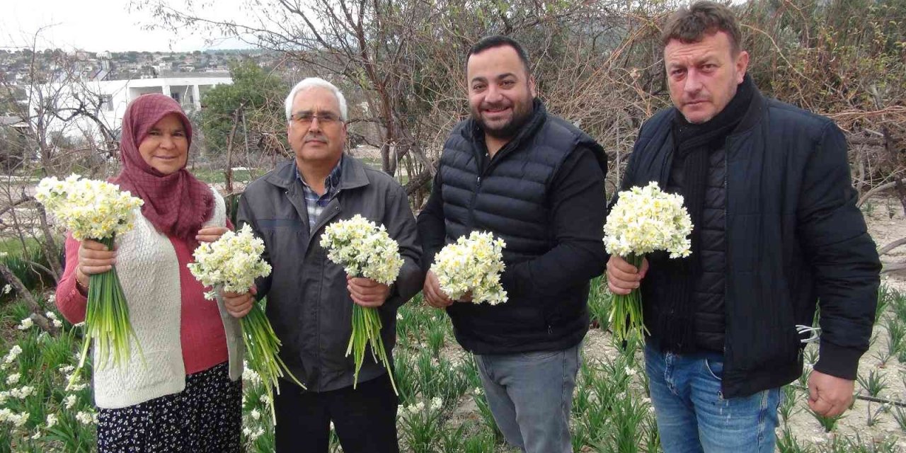 Kışta Baharı Yaşatan Nergis Çiçekleri 150 Liradan 50 Liraya Düştü