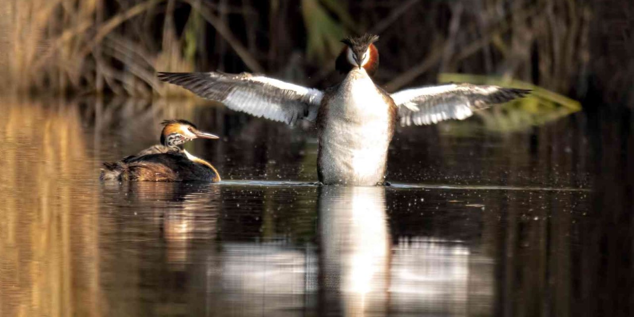 Kuş Cenneti Sultan Sazlığı Kendine Hayran Bırakıyor