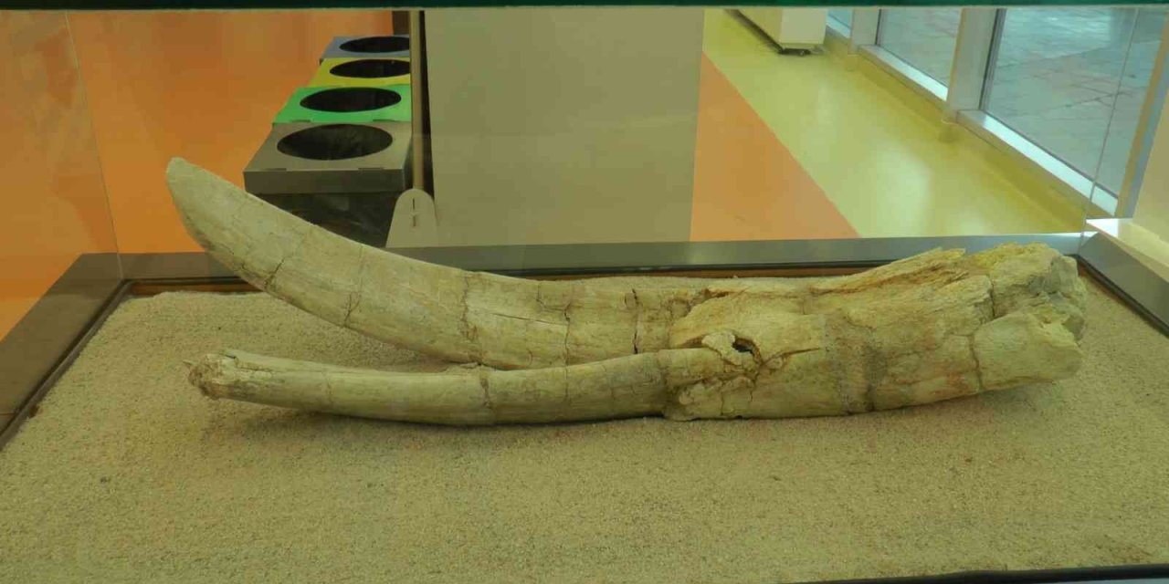 7,5 Milyon Yıllık Tarih Kayseri’de Sergileniyor