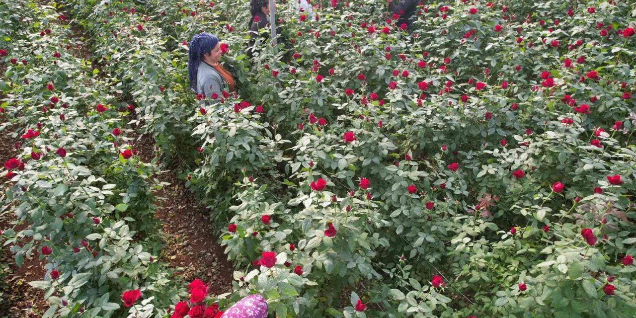 Türkiye’nin Kış Gülü Mersin’den: Üreticiler Şimdi De İhracata Hazırlanıyor