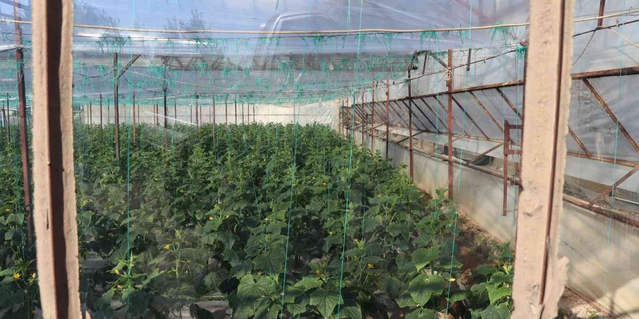 Alanya’nın Bereketli Topraklarında 12 Ay Boyunca Üretim