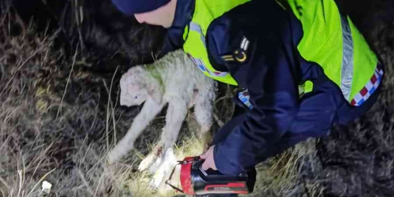 Jandarma Kaybolan 45 Küçükbaş Hayvanı Buldu