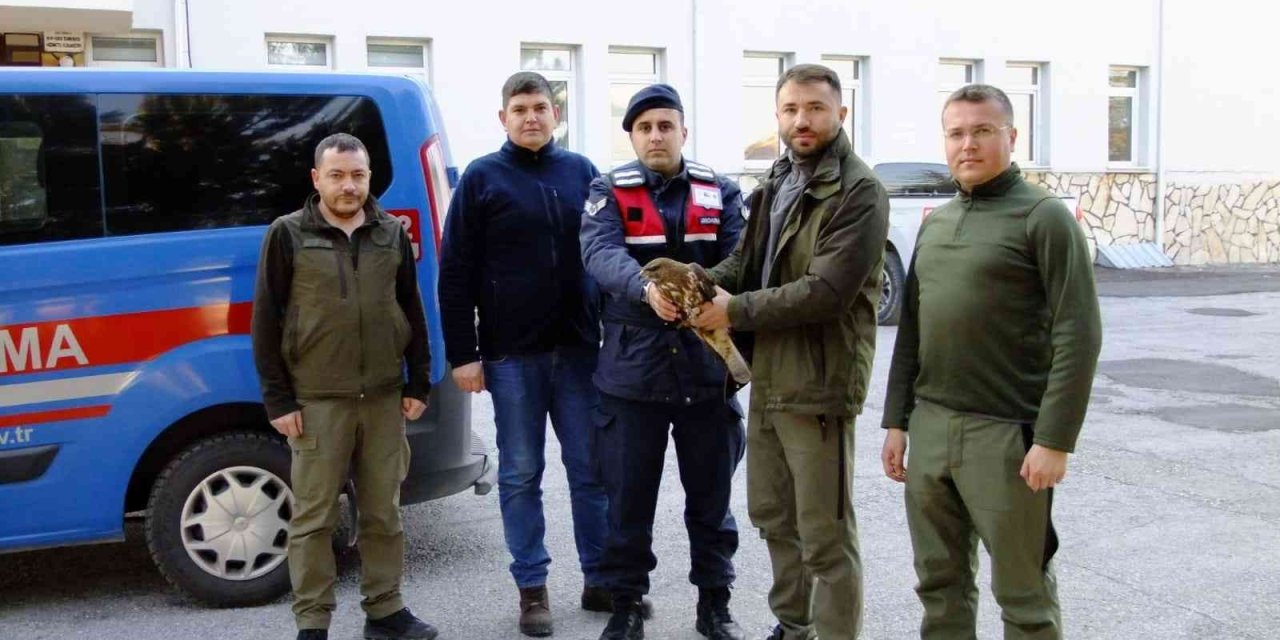 Yaralı Halde Bulunan Kızıl Şahin Tedavi Edildi