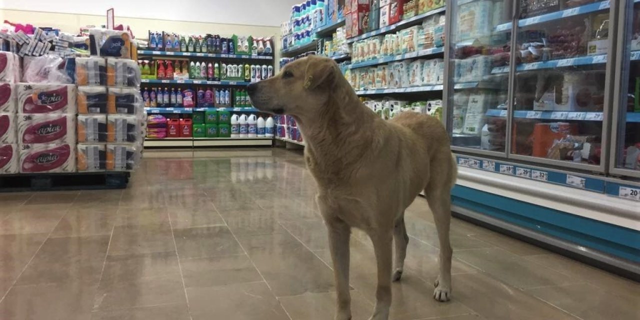 Soğuktan Kaçarken Markettekilerin İlgi Odağı Oldu