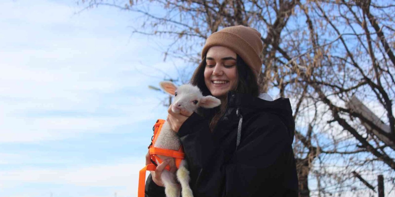 Koyunun Kuzusuna Yapmadığı Anneliği Sahibi Yaptı