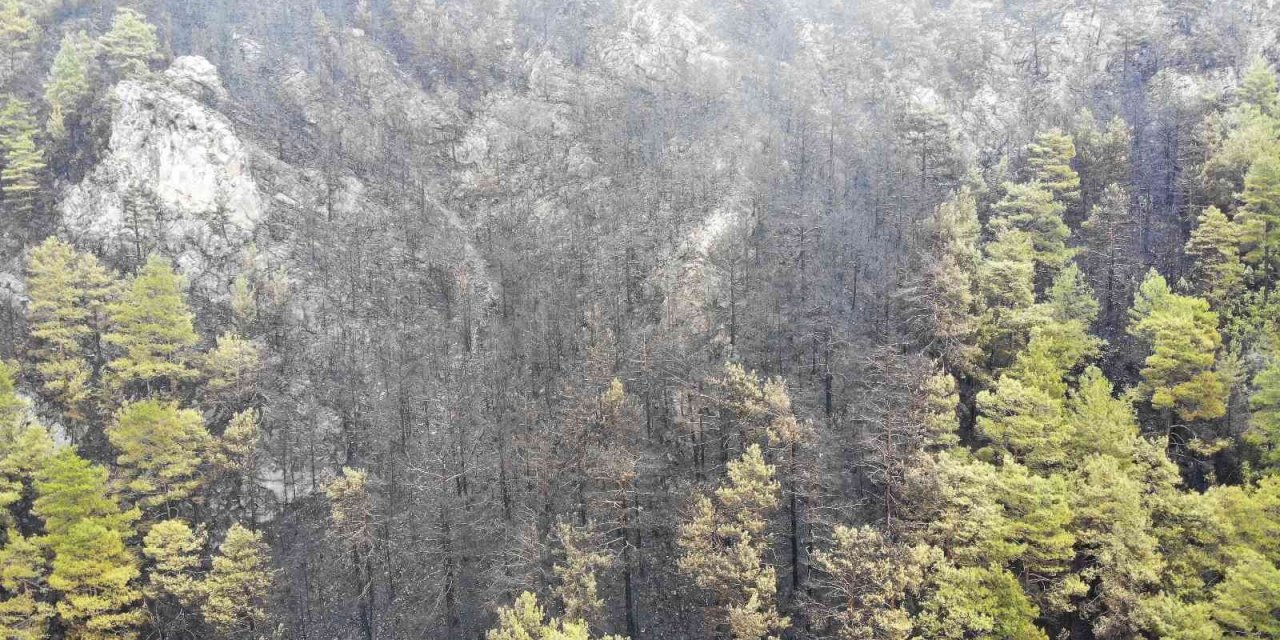 Alanya’da Yanan Ormanlık Alan Havadan Görüntülendi