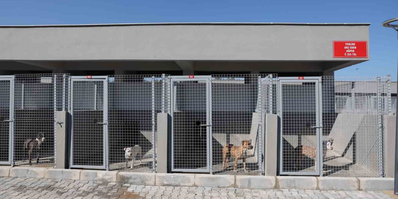 Antalya’da Can Dostlar Yeni Yuvalarına Kavuştu