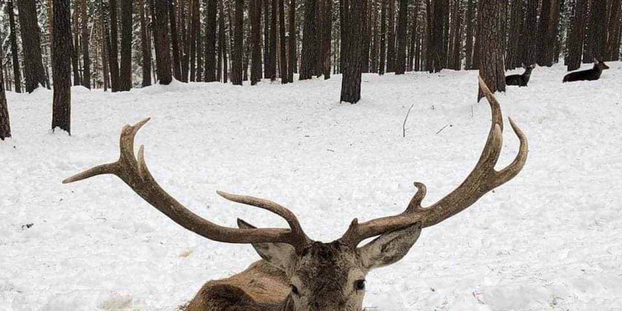 Mihalıççık’ta Geyiklerin Kar Keyfi