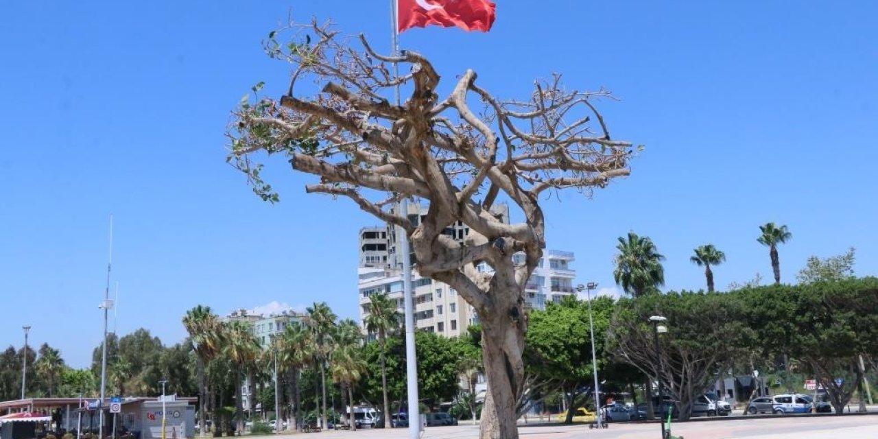Mersin’deki Ağaç Kurutulması Davasında Karar Çıktı