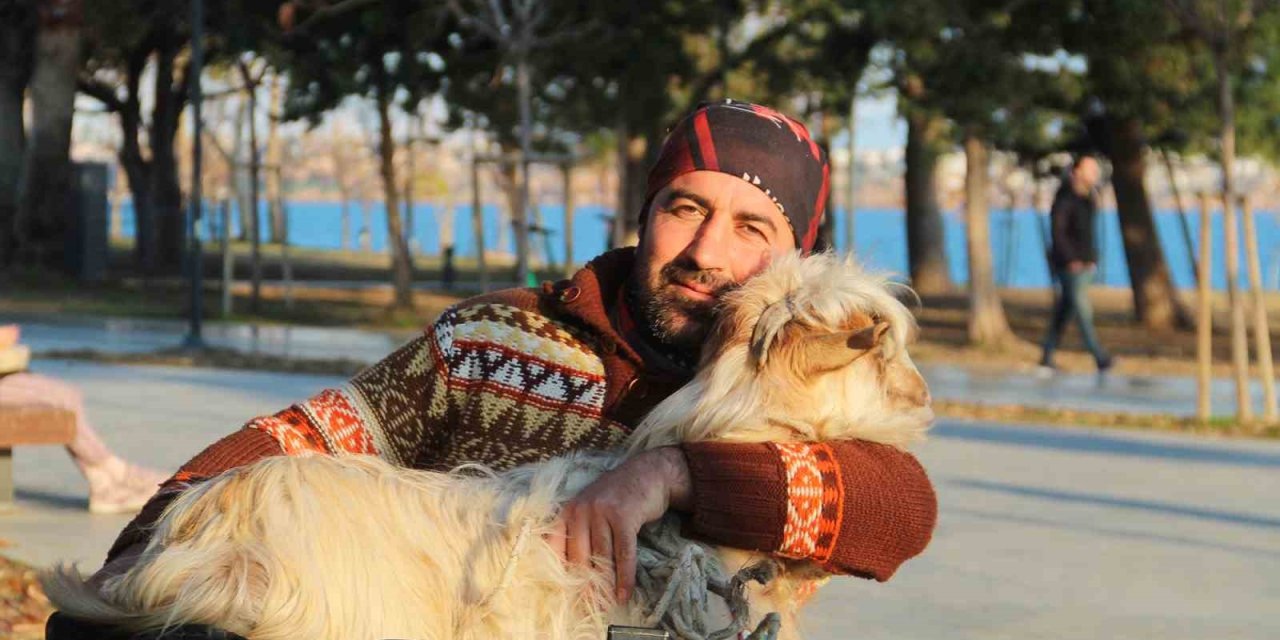 İşletmesinin Maskotu Kayıp Keçisine Kavuşunca Büyük Mutluluk Yaşadı