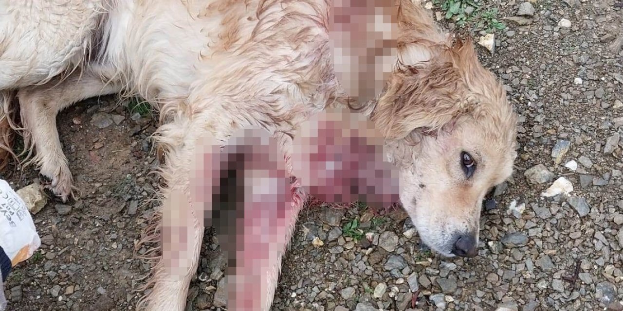 Av Tüfeğiyle Vurulan Köpek Yaralandı