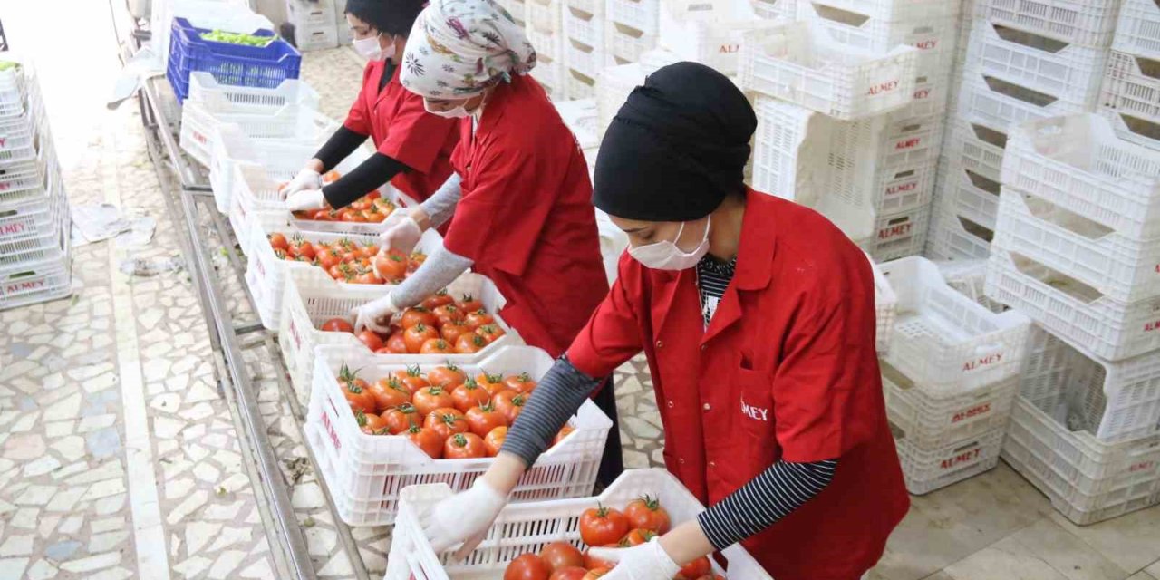 İşlem Gören Domates Miktarı Geçen Yılın Aynı Ayına Göre Yüzde 19 Azaldı
