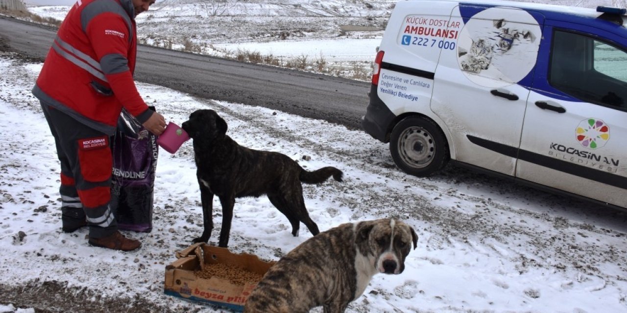 Kocasinan’dan Soğuk Havada Sokak Hayvanları İçin Yemleme Çalışması