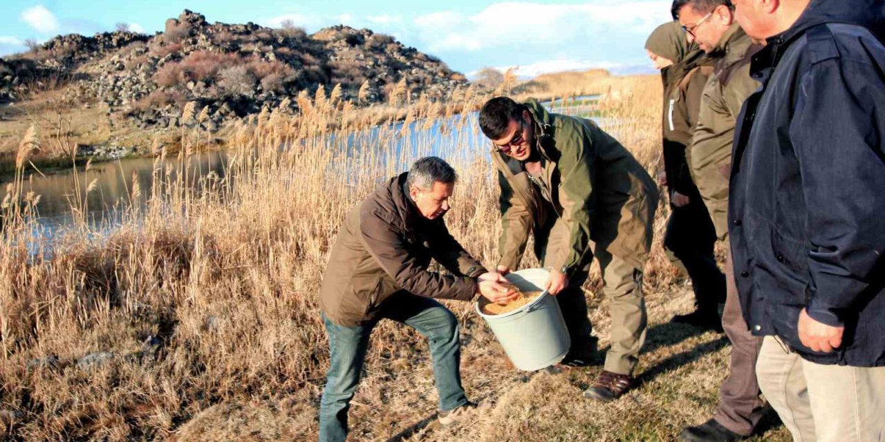 Hürmetçi Sazlığı’nda Yemleme Çalışması Yapıldı