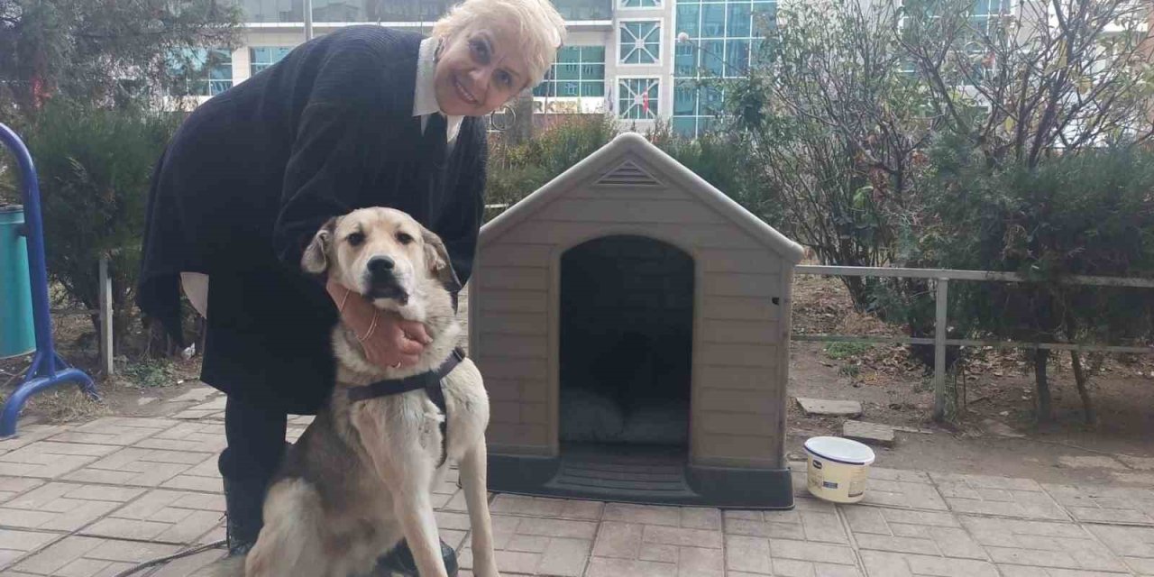 ’uyutalım’ Dedikleri Köpeği Sevgisiyle Yaşattı