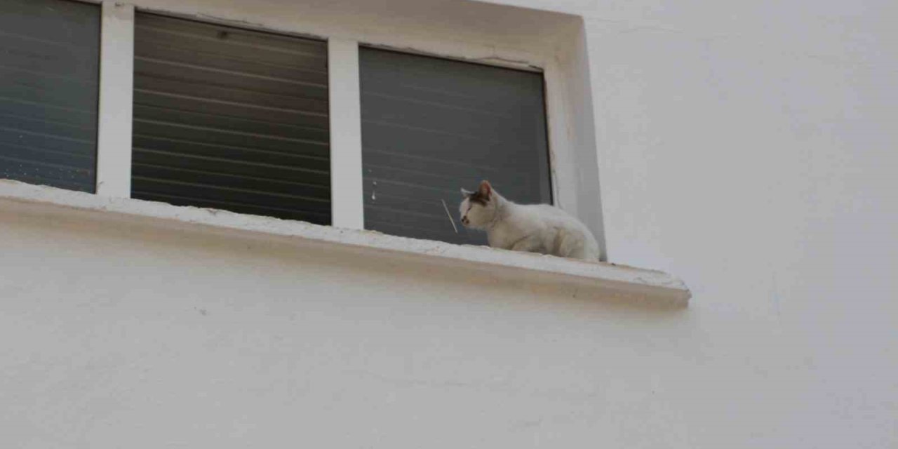 Okulun Kedisi Okulda Mahsur Kalıp Pencereye Çıktı, Ekipler Alarma Geçti