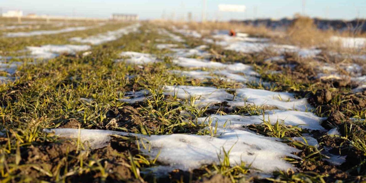 Konya Ovası Rekolteyi Yakalamak İçin Kar Yağışını Bekliyor