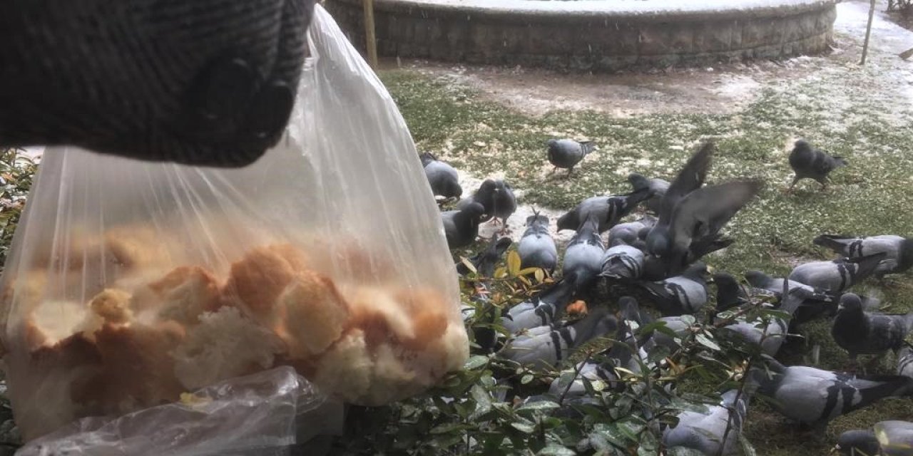 Eskişehirli Hayvanseverler Karlı Havalarda Güvercinleri Unutmadı