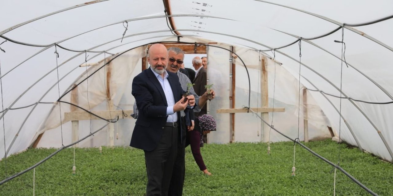 Kocasinan Belediyesi Domates Fidesi Alacak