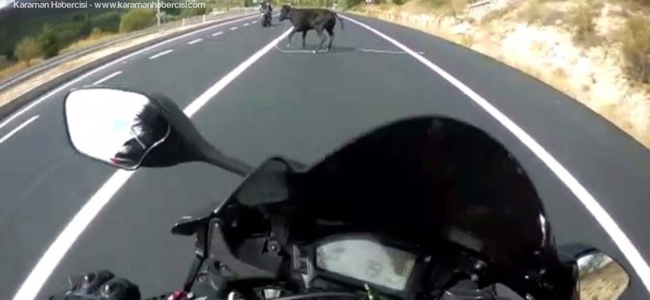 Karamanlı Motosikletlinin İnekle İmtihanı