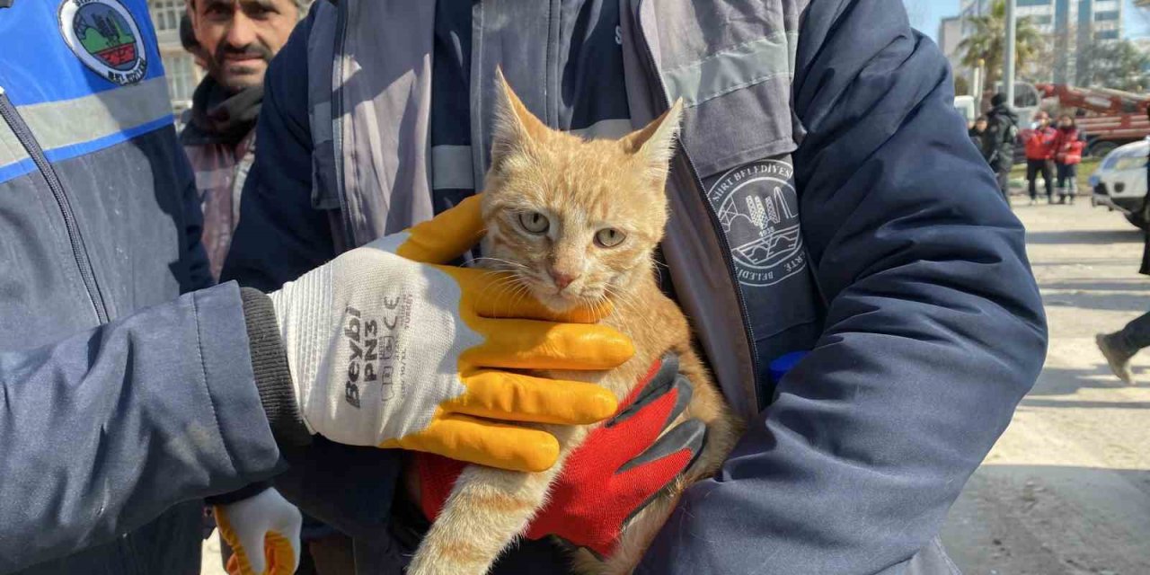 Ses Geldiği İçin Girdikleri Binada 104 Saat Mahsur Kalan Kediyi Kurtardılar