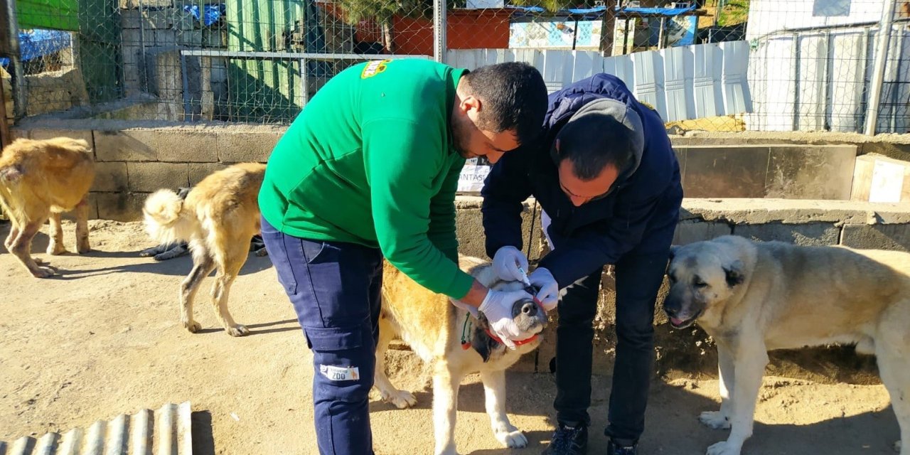 Sokak Hayvanlarına Sahip Çıkıldı