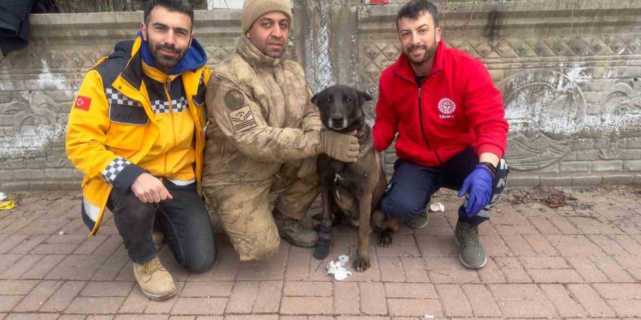 Bitlis Umke Ekibi Yaralanan Köpeklere De Müdahale Ediyor