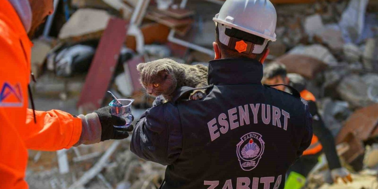 Hatay’da Enkaz Altında Kalan Kedi 121 Saat Sonra Kurtarıldı