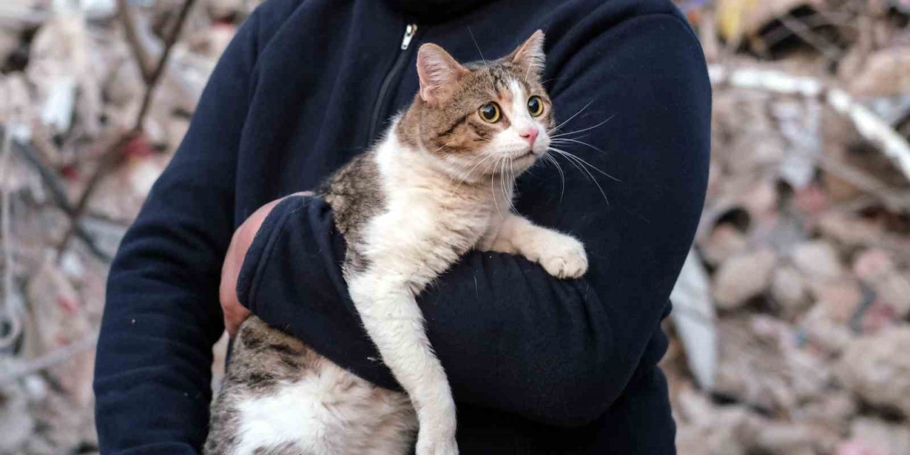 Depreminin 110’uncu Saatinde Bir Kedi Enkazdan Canlı Çıkartıldı