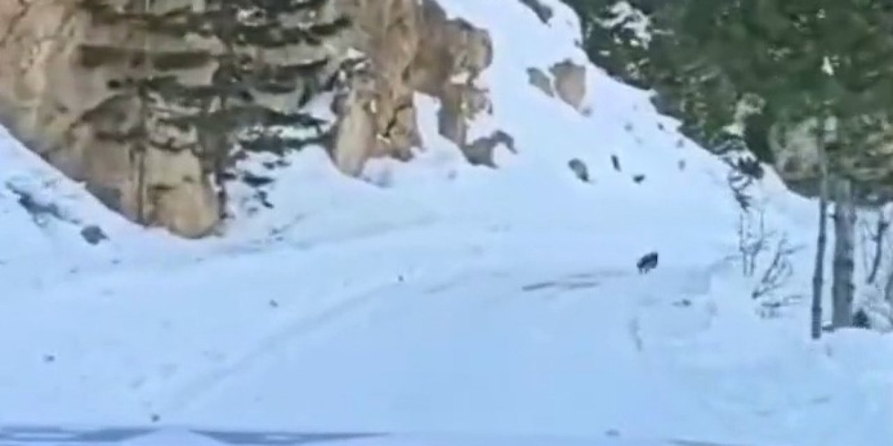 Kahramanmaraş’ta Köpek Yardım Konvoyuna Köye Kadar Rehberlik Etti