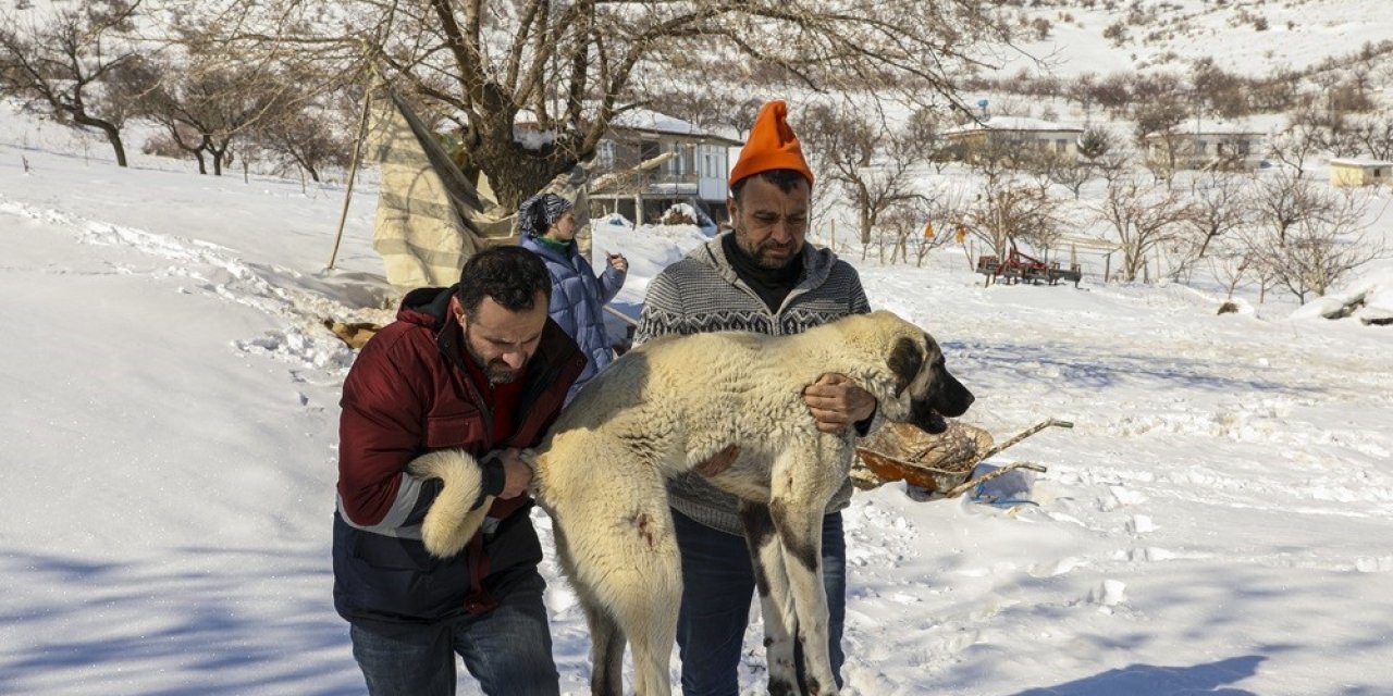 Van Ekibi Deprem Bölgesinde Yaralı Hayvanları Tedavi Ediyor