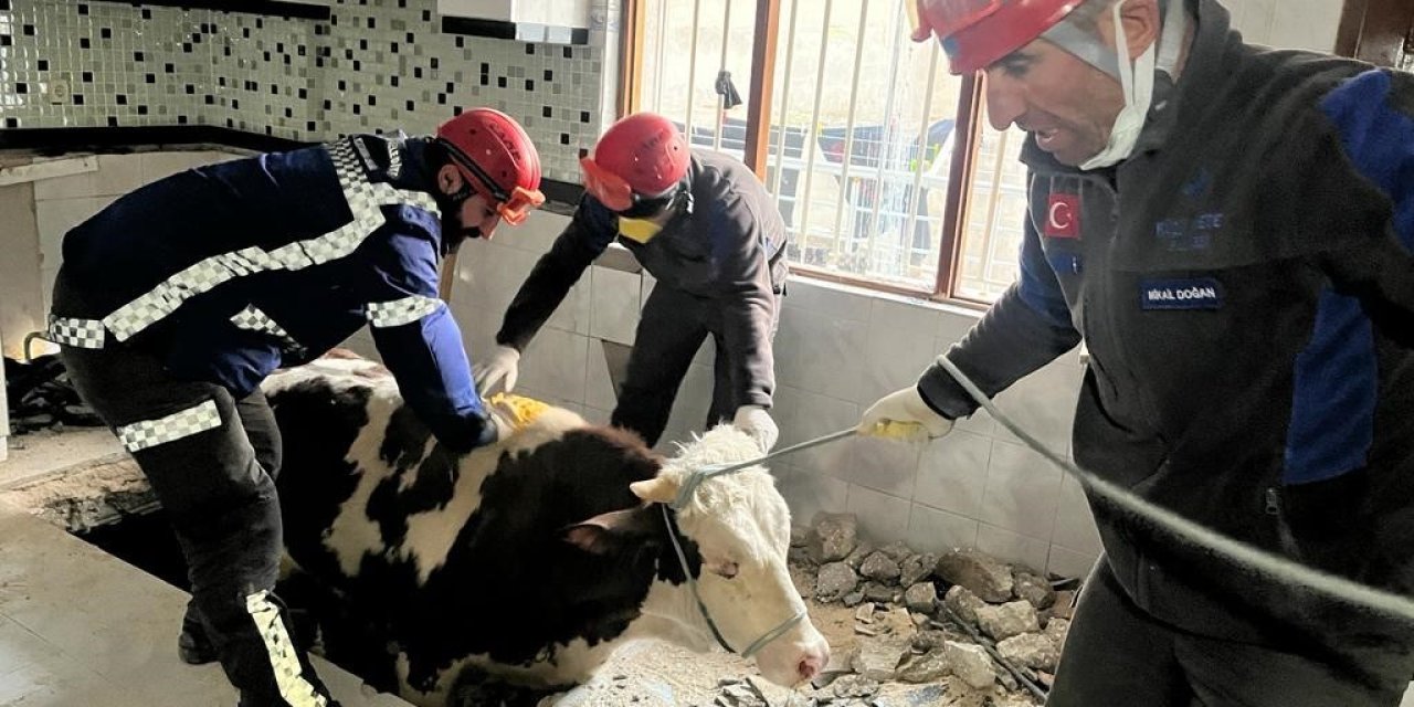 Hatay’da Enkaz Altında Kalan İnek Kurtarıldı