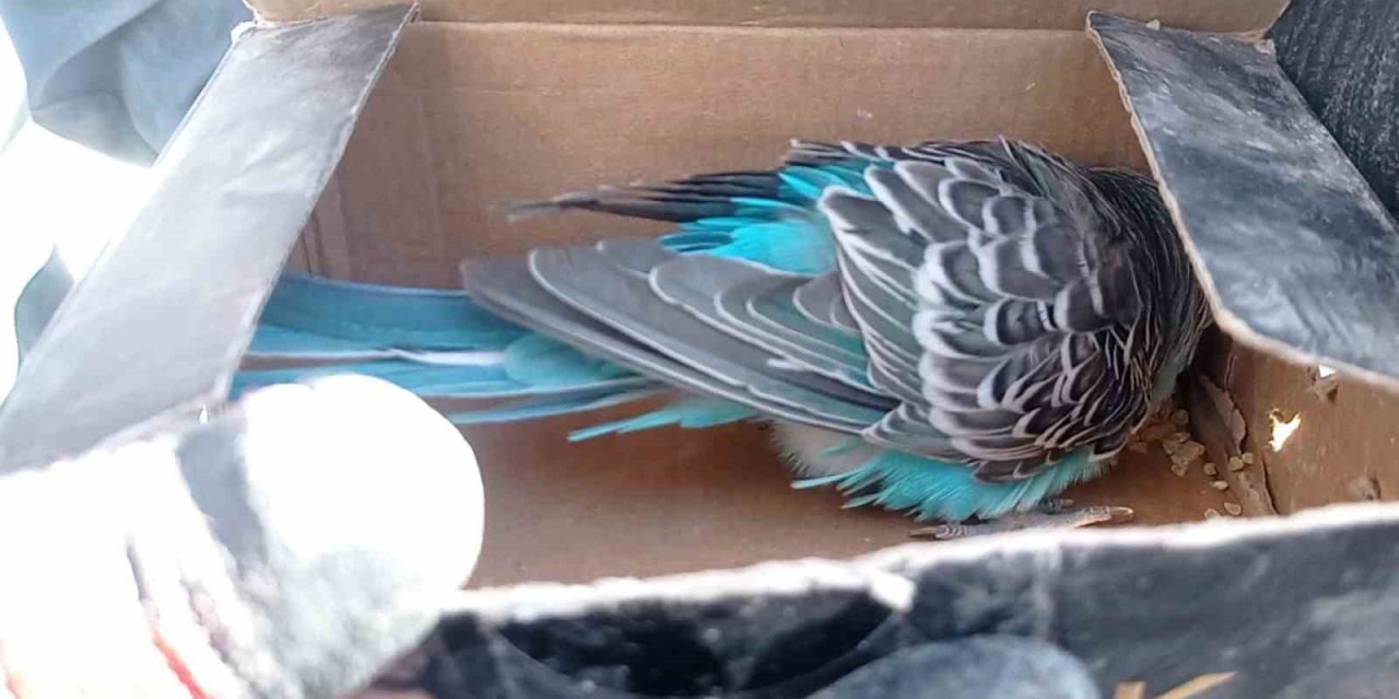 Arama Kurtarma Ekipleri Tarafından Bitkin Vaziyette Bulundu, "şans" İsmi Verildi